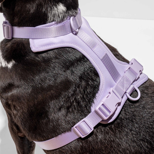 Wild One Dog Harness -Lilac – Petsense