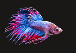 Betta Fish Products