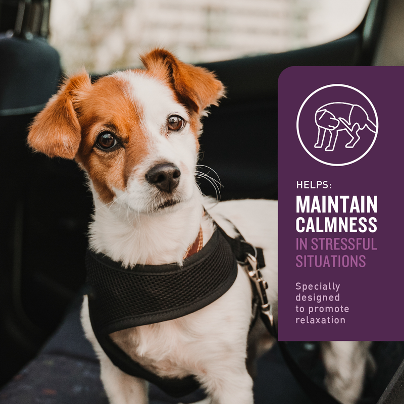 VetIQ Calming Dog Chew 60ct