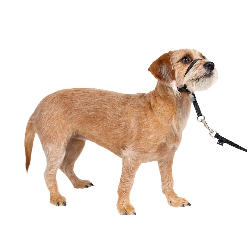 PetSafe® Gentle Leader® Dog Headcollar, Small, Black