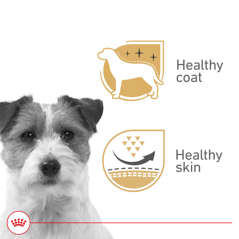 Royal Canin Canine Health Nutrition Beauty Adult Loaf in Sauce Canned Dog Food, 5.2 oz
