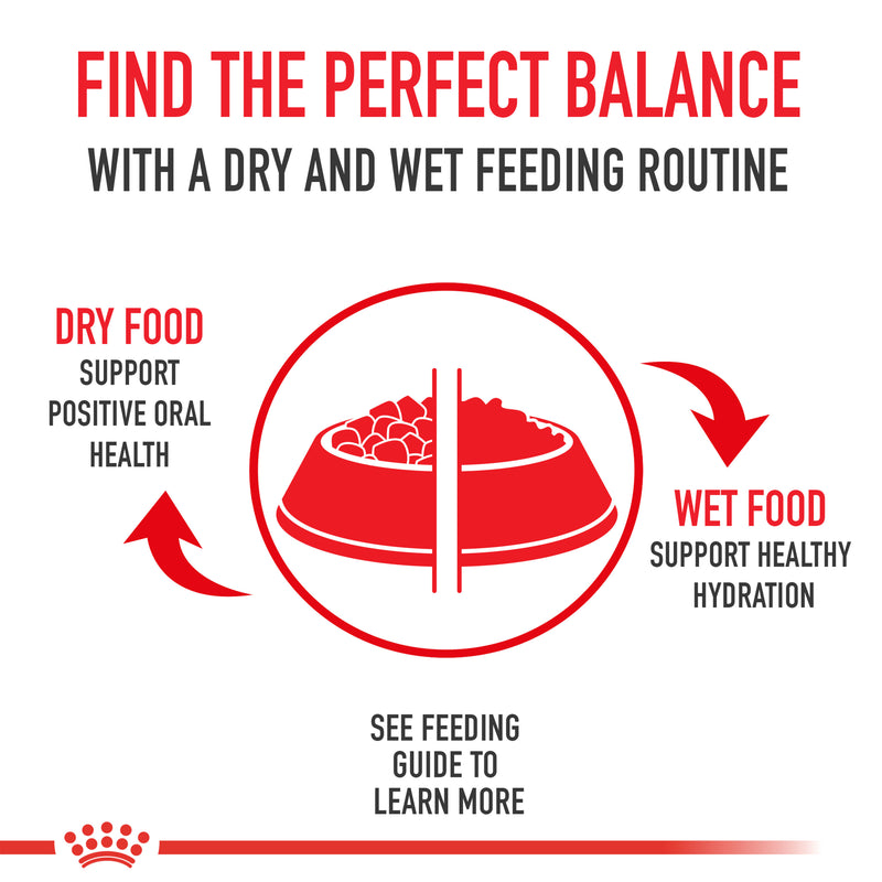 Royal Canin Canine Health Nutrition Beauty Adult Loaf in Sauce Canned Dog Food, 5.2 oz