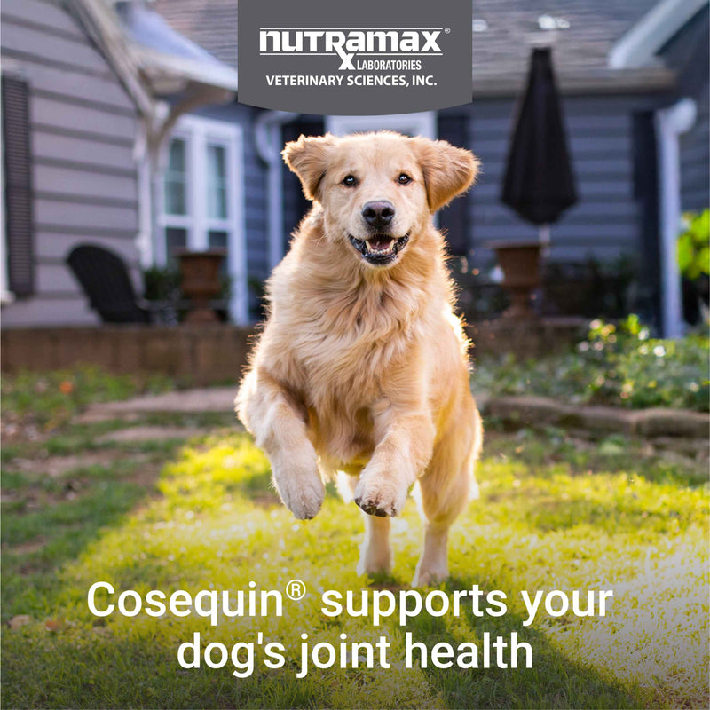 Nutramax Cosequin DS Plus MSM Professional Line for Dogs, 60 Soft Chews