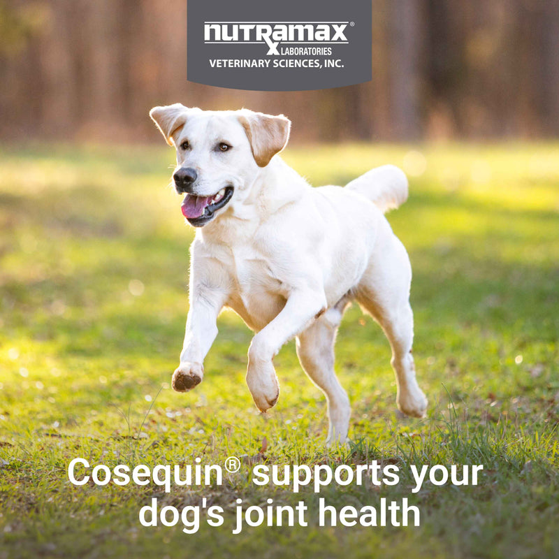 Nutramax Cosequin Maximum Strength Plus MSM & HA Chewable Tablets for Dogs, Count of 60