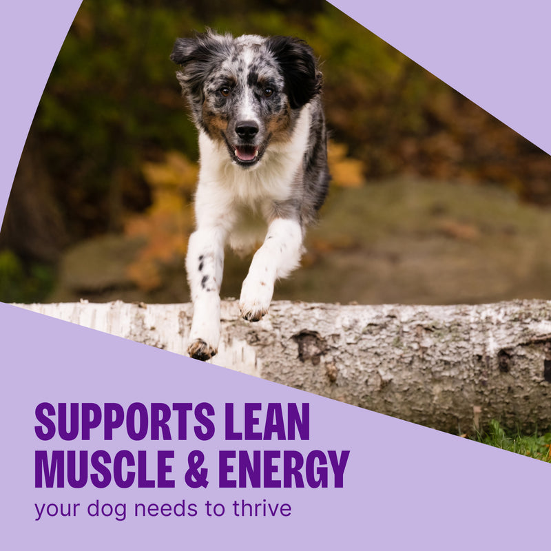 Wellness CORE Natural Grain Free Ocean Whitefish, Herring & Salmon Recipe Dry Dog Food