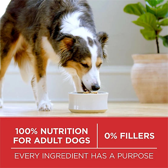 Purina ONE Adult Lamb and Rice Recipe Natural Dry Dog Food, 40lb