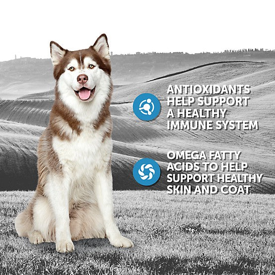 4health Special Care Adult Sensitive Skin Turkey Recipe Wet Dog Food, 13.2 oz.