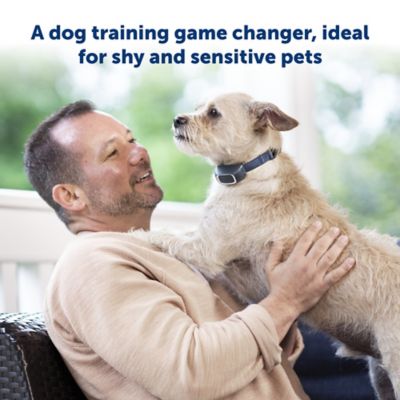 PetSafe 100 yd. Lite Remote Dog Training Collar, For Dogs 8 lb. or Larger, Neck Sizes 6 to 23 in.