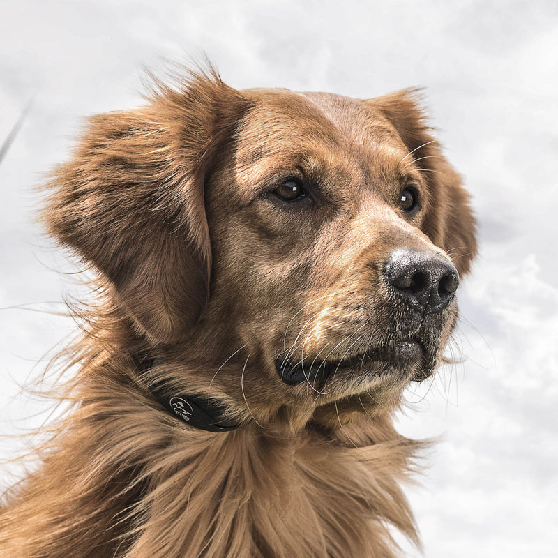 SportDOG Brand® YardTrainer 100S Remote Trainer - For Stubborn Dogs