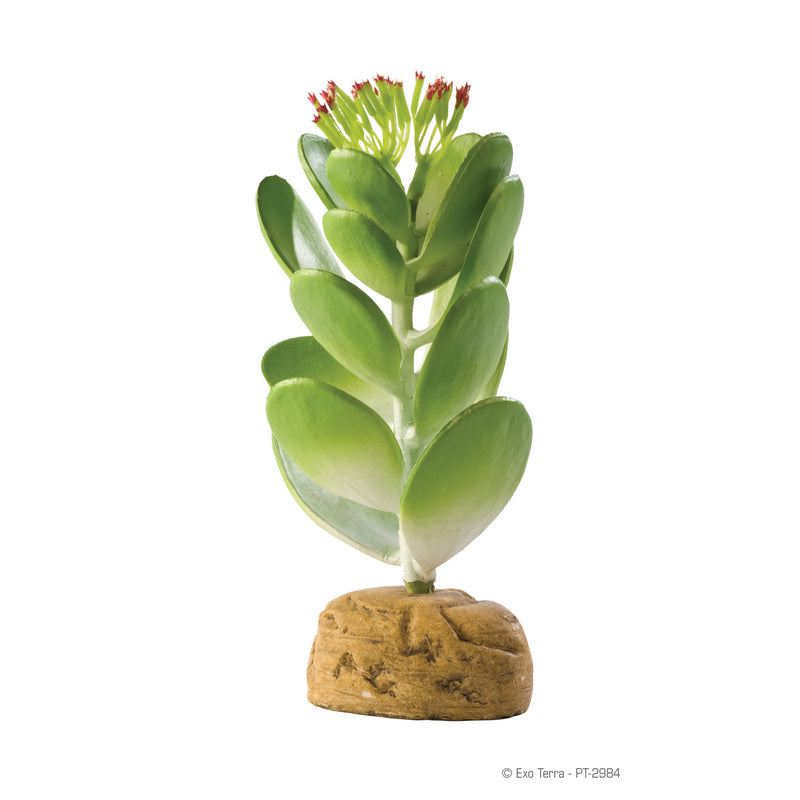 Exo-Terra Plant Jade Cactus