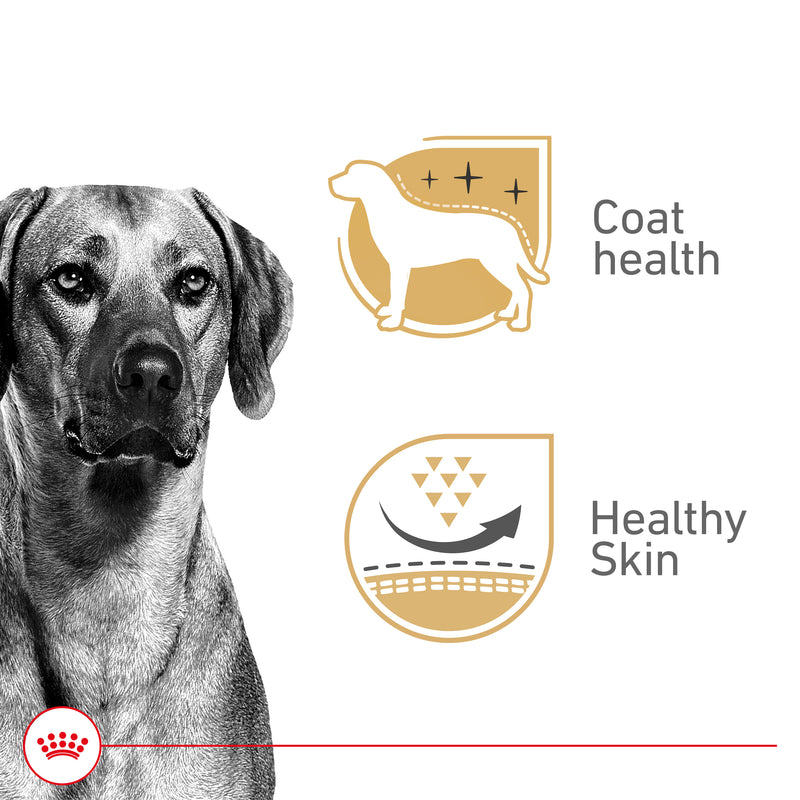 Royal Canin Canine Health Nutrition™ Adult In Gel Canned Dog Food, 13.5 oz