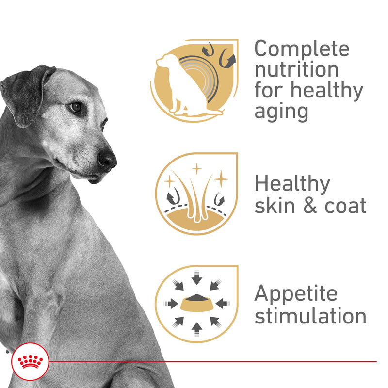 Royal Canin Canine Health Nutrition™ Mature Adult In Gel Canned Dog Food, 13.5 oz