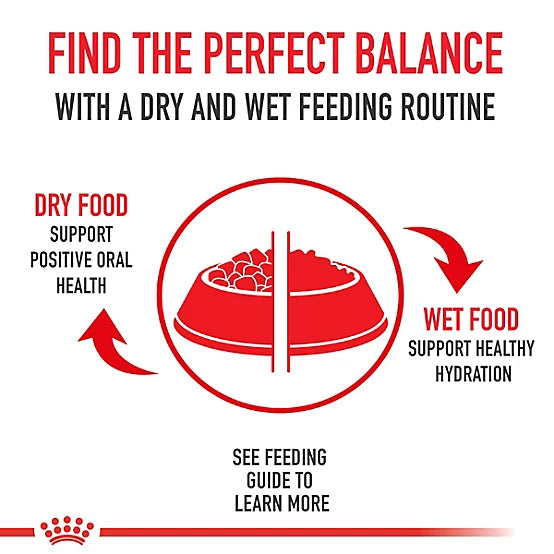 Royal Canin Kitten Loaf in Sauce Wet Cat Food, 5.1 oz.