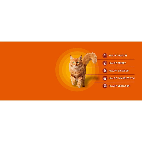 Iams Perfect Portions Kitten Grain-Free Chicken Pate Wet Cat Food, 2.6 oz.