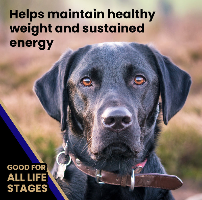 Victor Beef Meal & Rice Dry Dog Food