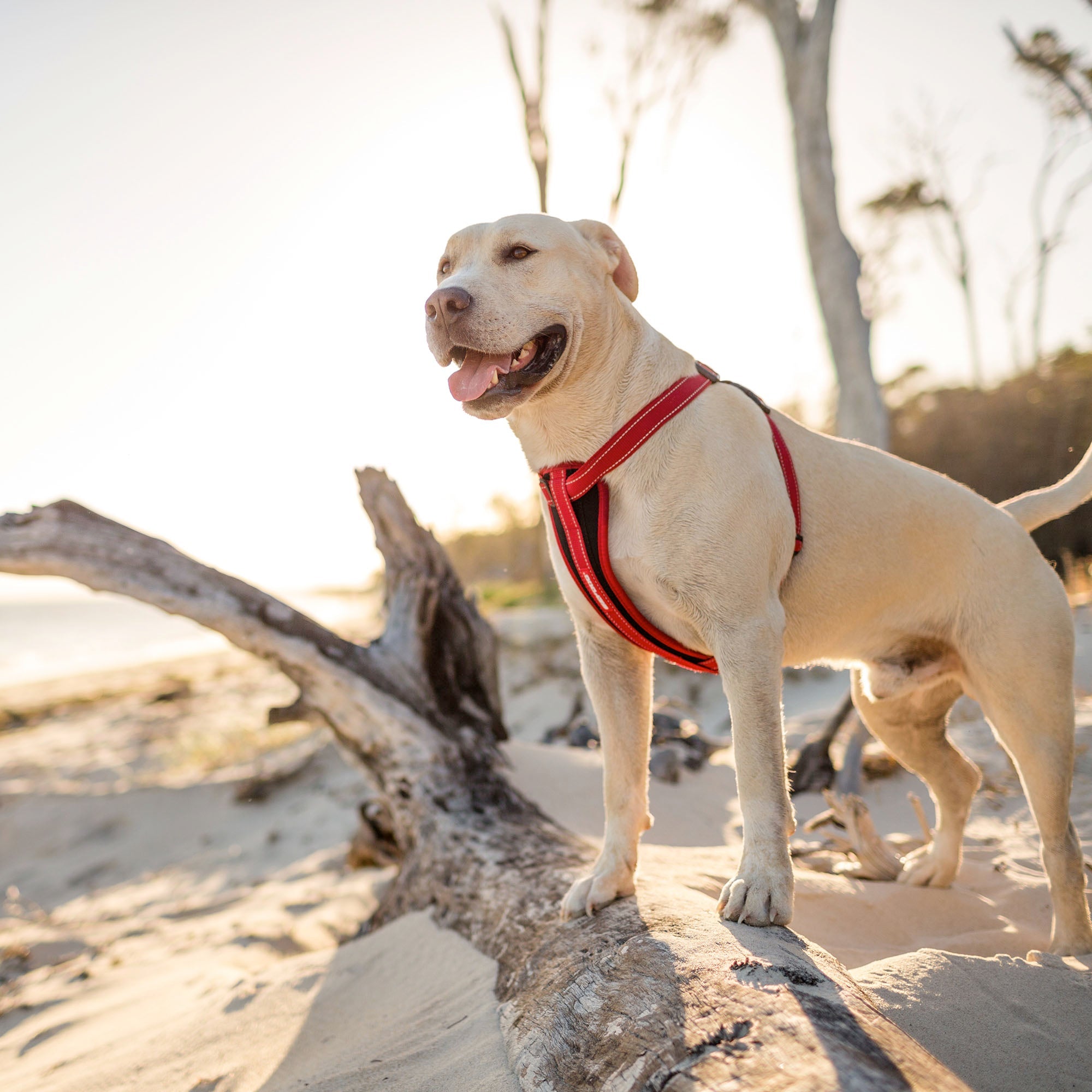 KONG Max Ultra Durable Padded Chest Plate Dog Harness - Neoprene Lined, Reflective, Adjustable (Red, Small)