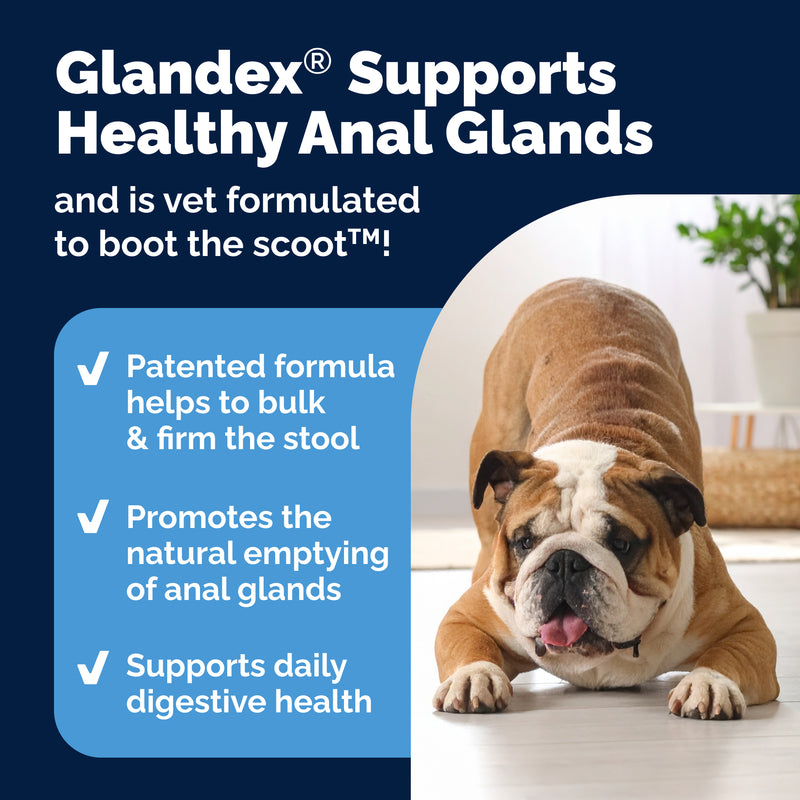 Vetnique Glandex for Dogs Anal Gland & Digestive Support Powder, Beef Flavor, 2.5 oz
