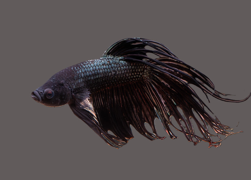Betta Fish Selection – Petsense