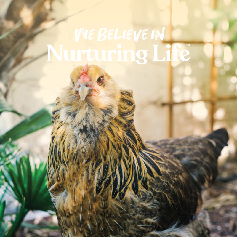 Manna Pro Layer Pellets 8lb