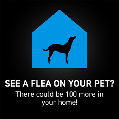 NextStar Flea and Tick Topical Treatment for Small Dogs, 3-Month Supply, 3 ct.