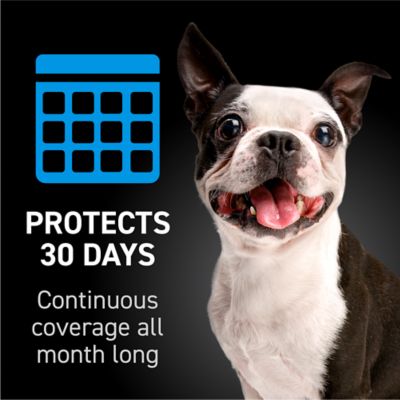 NextStar Flea and Tick Topical Treatment for Small Dogs, 3-Month Supply, 3 ct.