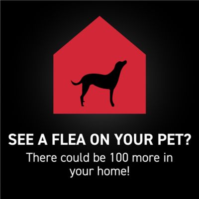 NextStar Flea and Tick Topical Treatment for X-Large Dogs, 3 Month Supply, 3 ct.