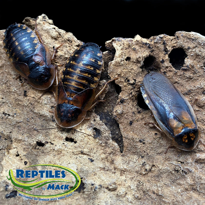Mack's Natural Reptile Food Live Dubia Roaches