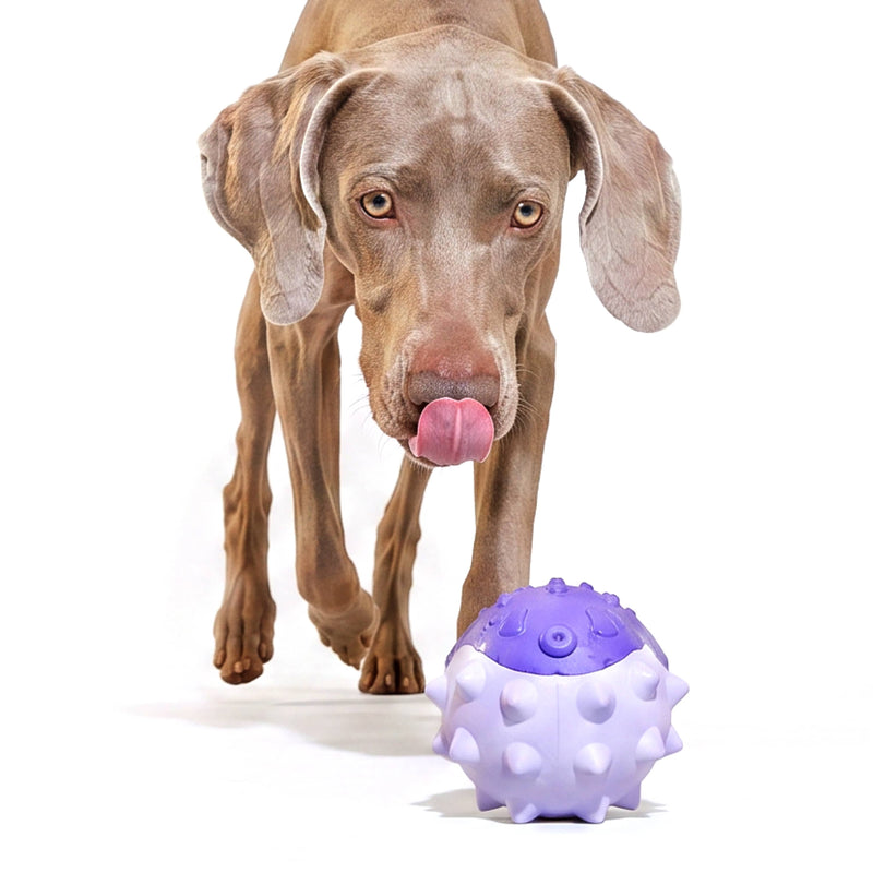 BARK Super Chewer durable rubber blowfish dog toy