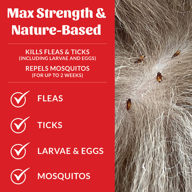 Skout's Honor Flea + Tick Shampoo For Dogs