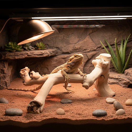A&E Cage Medium Java Wood Reptile Branch
