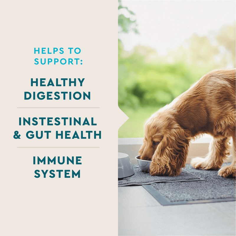 VetIQ Probiotic Dog Chew 60ct