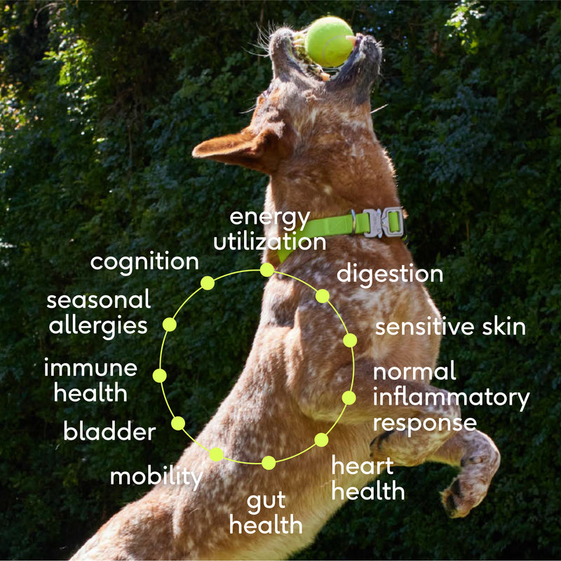 Native Pet The Daily Powder 11-in-1 Supplement for Dogs, 7 oz