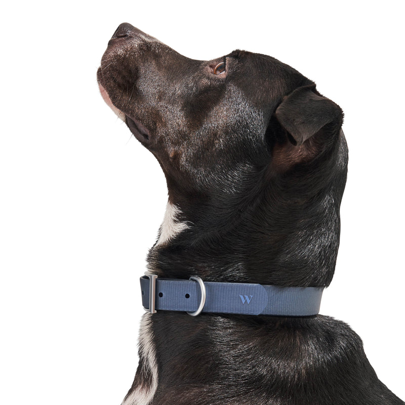 Wild One Dog Collar - Navy