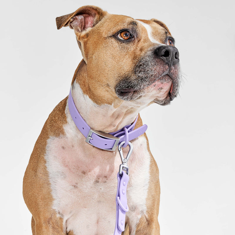Wild One Dog Collar - Lilac
