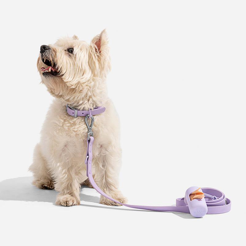 Wild One Dog Collar - Lilac