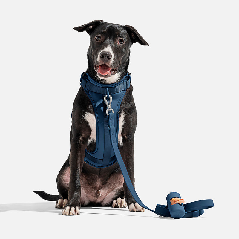 Wild One Dog Harness - Blue