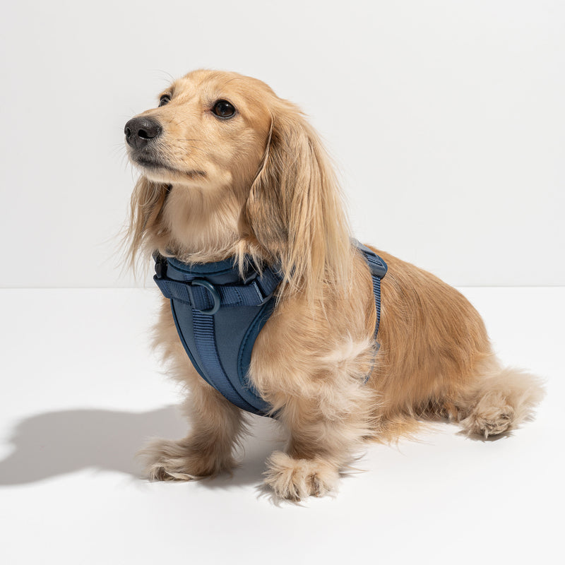 Wild One Dog Harness - Blue