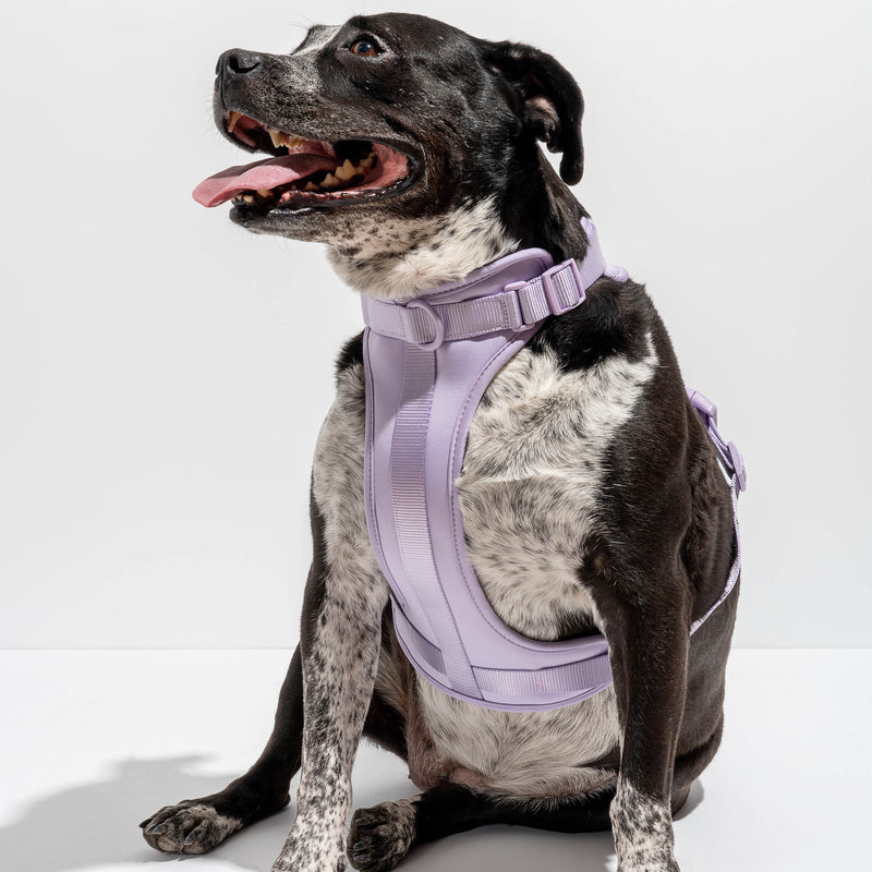 Wild One Dog Harness -Lilac
