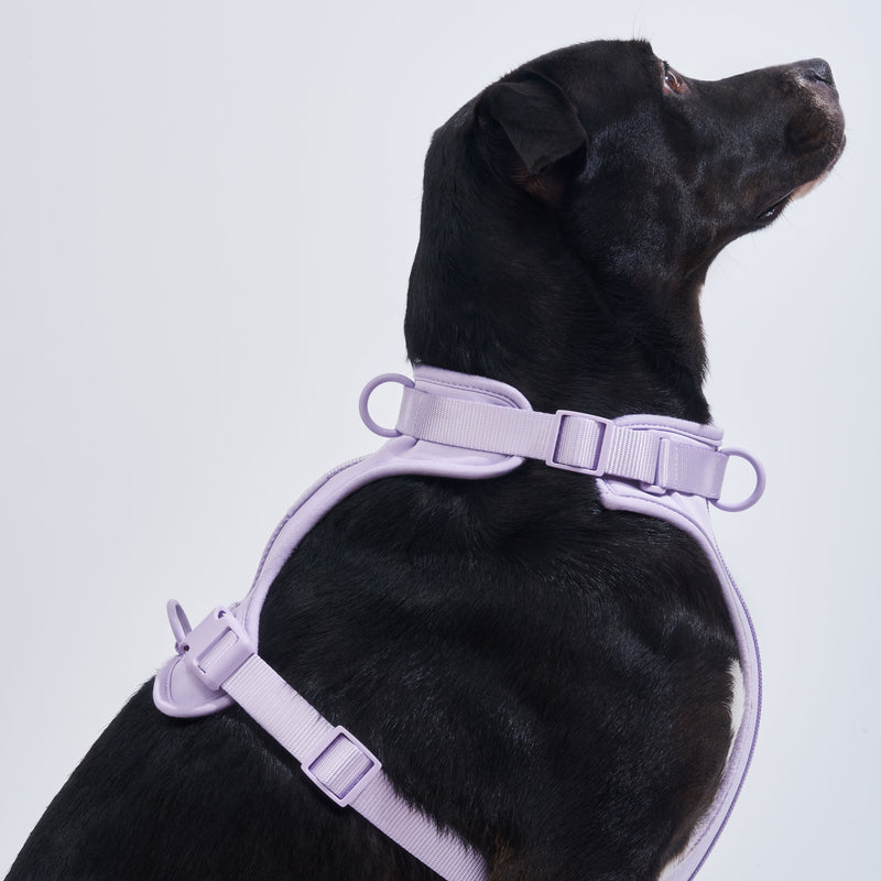 Wild One Dog Harness -Lilac