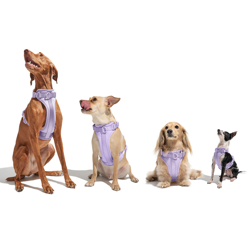 Wild One Dog Harness -Lilac