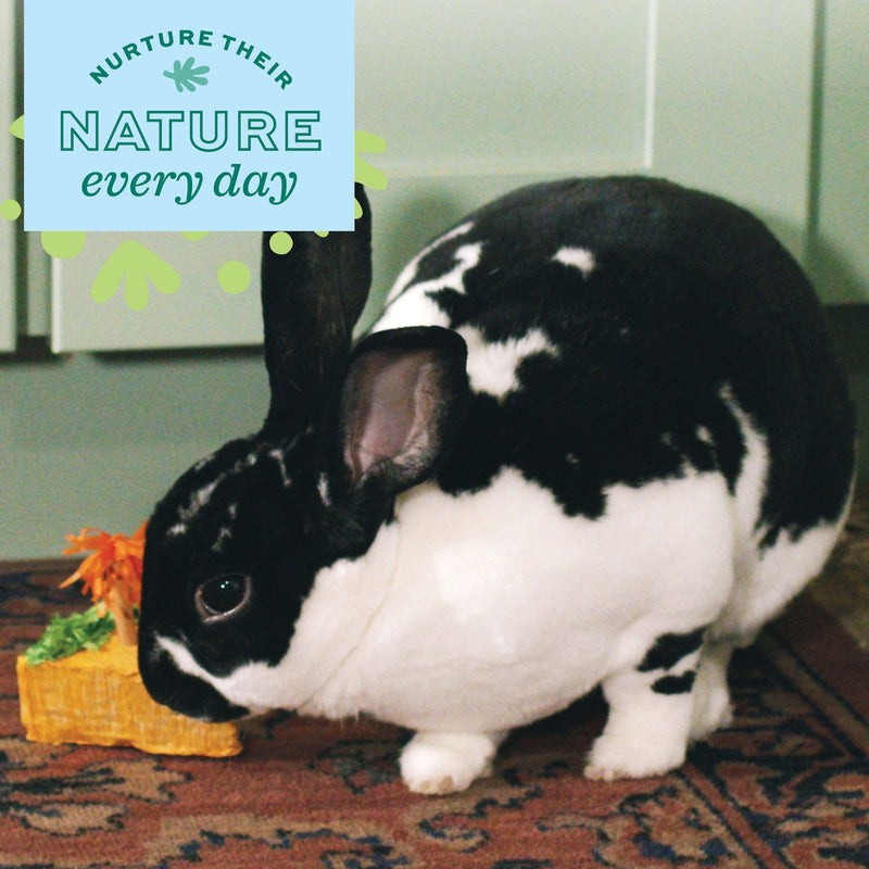 Oxbow Animal Health Enriched Life Celebration Cake