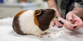 Oxbow Animal Health Critical Care Herbivore Apple-Banana (141g)