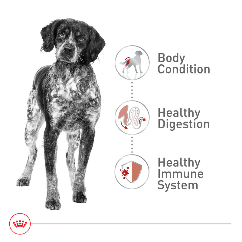 Royal Canin Size Health Nutrition Medium Adult Dry Dog Food, 40 lb