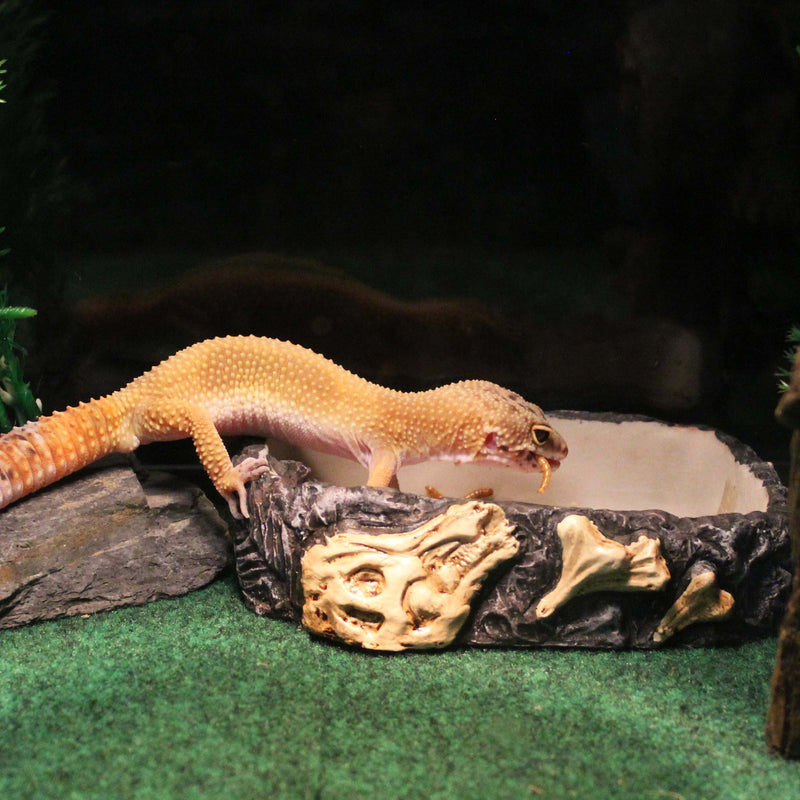 Reptology Fossil Rock Food / Water Dish - Great for Reptiles and Amphibians – Medium
