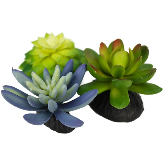 Komodo Blue/Green Succulent Reptile Tank Plant