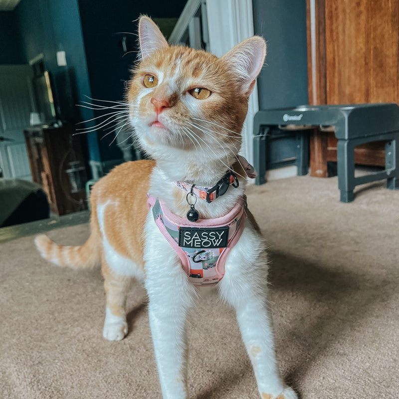 Sassy Meow Cat Harness, Smitten Kittens