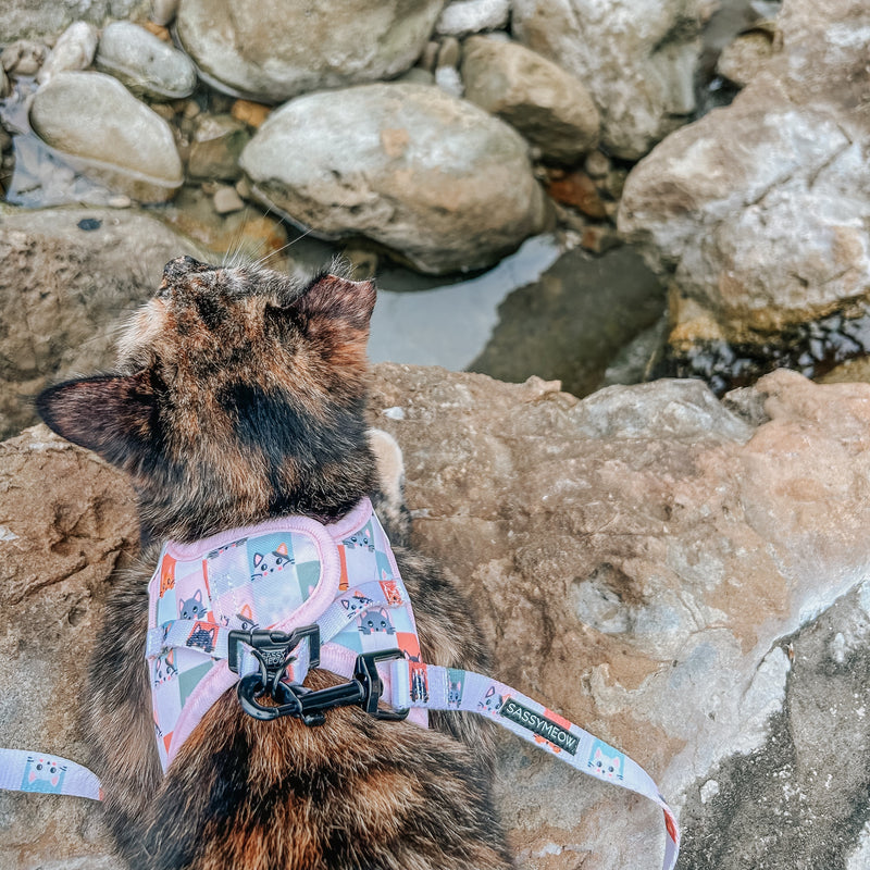 Sassy Meow Cat Leash, Smitten Kittens