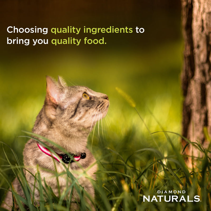Diamond Naturals Chicken Dinner Adult & Kitten Formula Canned Cat Food