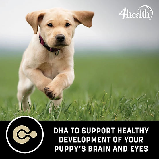 4health with Wholesome Grains Puppy Formula Dry Dog Food