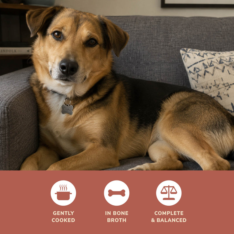 4Health Salmon Recipe Wet Food for Dogs - Gently Cooked